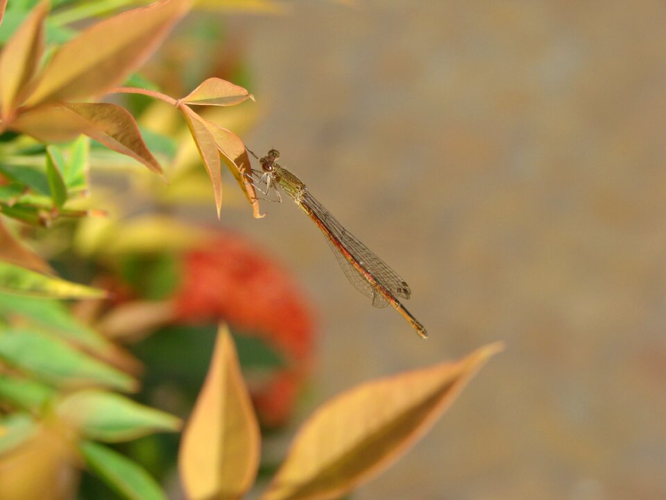 Nature garden plant