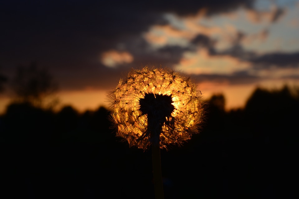 Evening sky landscape plant