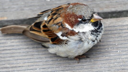 Plumage cheeky animal world