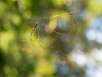 Cobwebs insect landscape