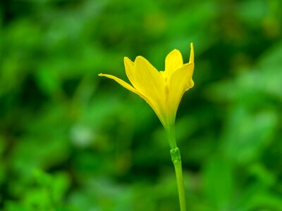 Yellow green herbaceous