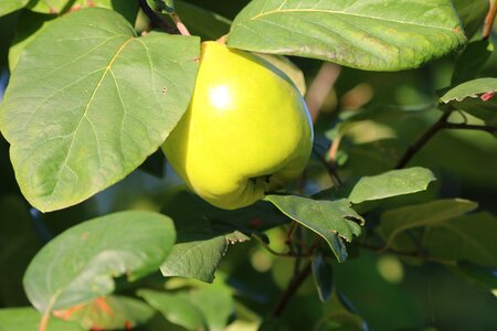 Tree leaves healthy