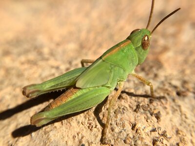 Grasshopper green summer photo