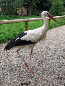 Plumage animals storks