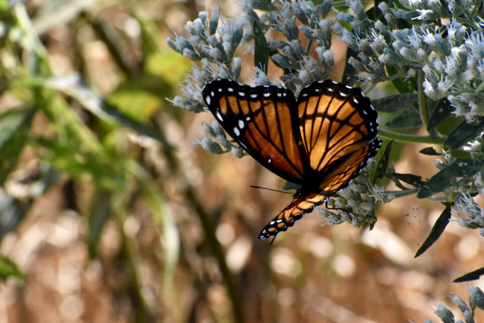 Orange colorful nature
