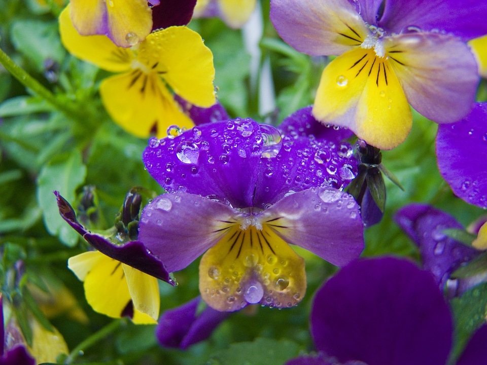 Pansy drip nature