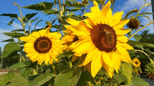 Sunflower summer nature