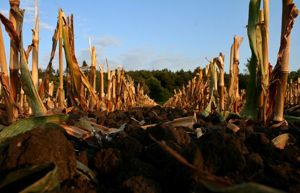 Cornfield corn autumn
