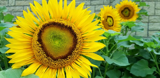 Garden yellow