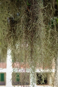 Epiphyte air plant tillandsia usneoides