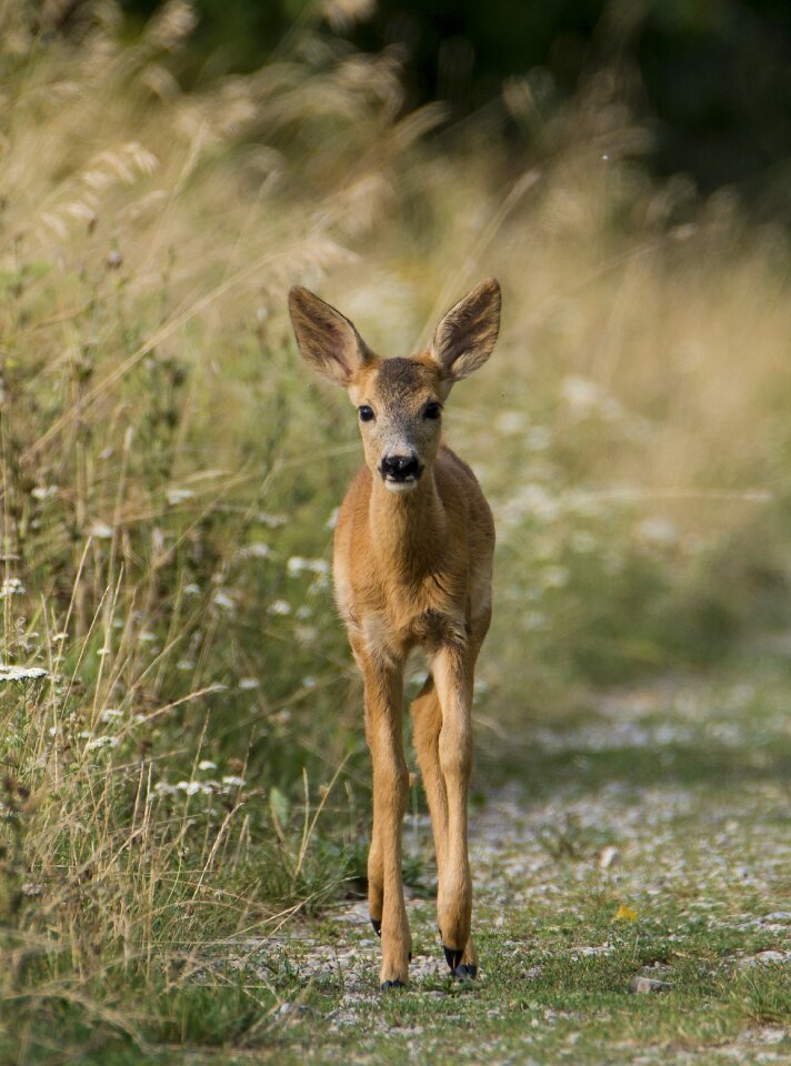 Deer clumsy bambi