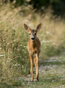 Deer clumsy bambi photo