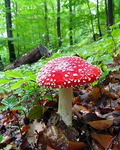 Poison toxic forest