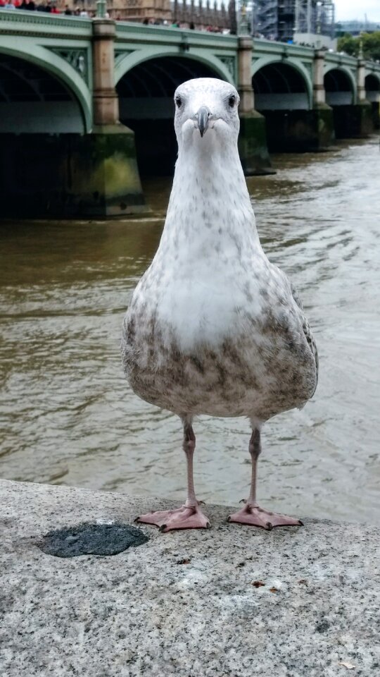 Thames westminster stare