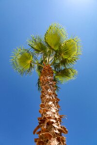 Brown blue holiday
