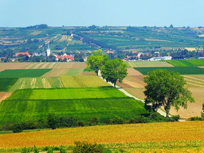 Vineyard agricultural land landscape