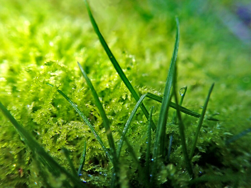 Raindrops dew garden