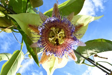 Flower tropical fruits passiflora photo