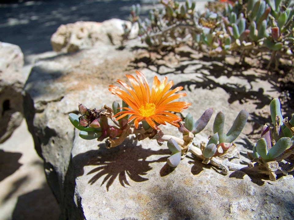 Orange nature shadow