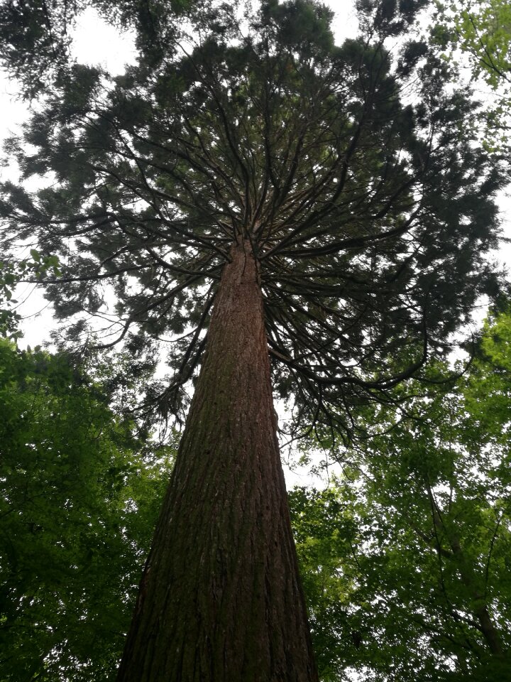 Giant sequoia high