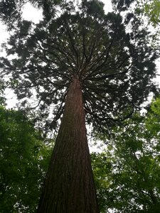 Giant sequoia high
