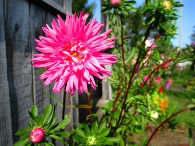 Petals bright summer