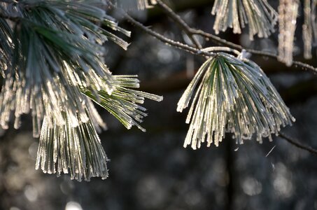 Winter frozen crystal photo