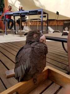 Parrot bird