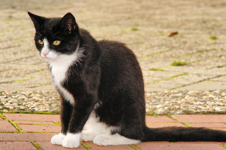 Domestic cat felidae black and white