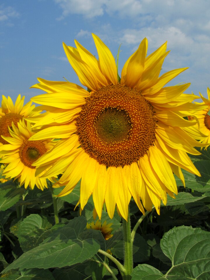 Field sunflower flowers