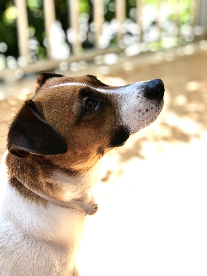 Adorable puppy animal