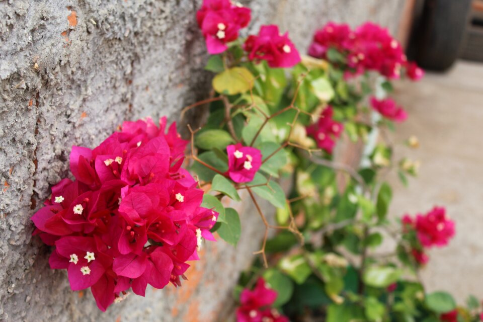 Backyard rosa nature