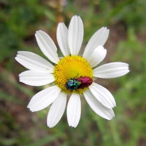 Beetle jewel beetle bug