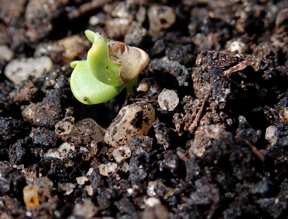New growth garden nature