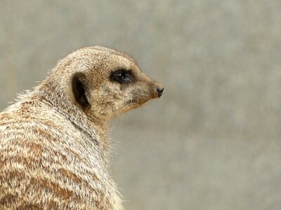 Fur nature