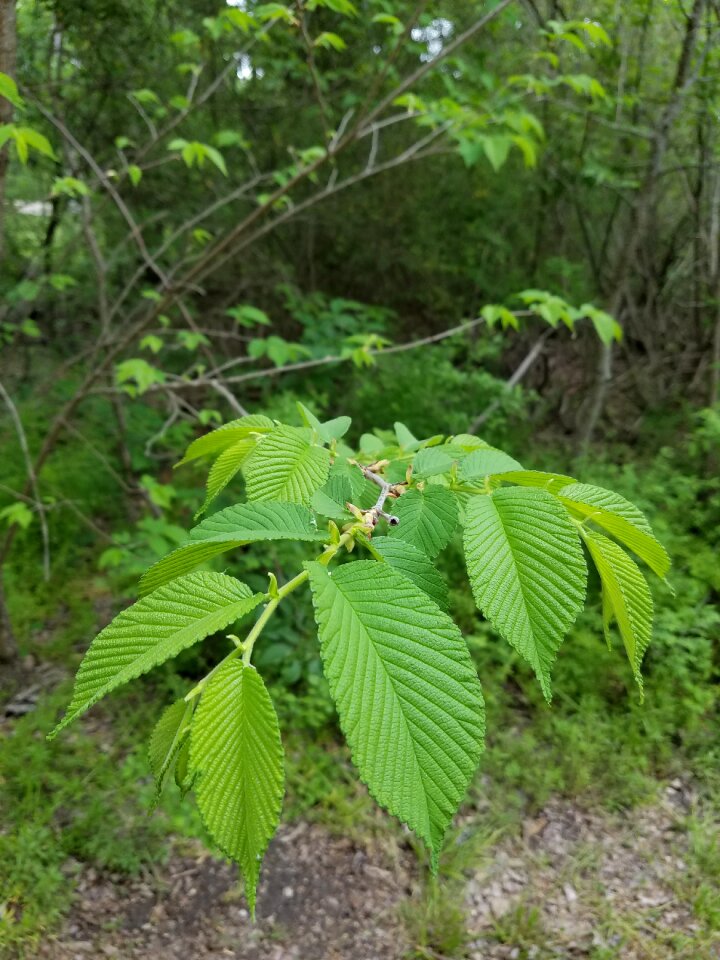 Nature green unfold