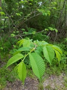 Nature green unfold photo