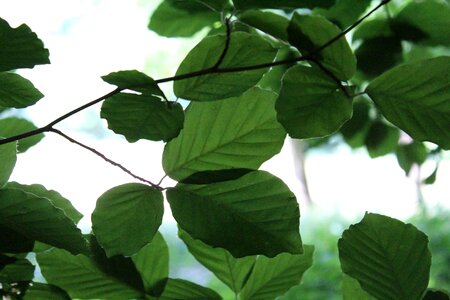 Forest natural leaf photo