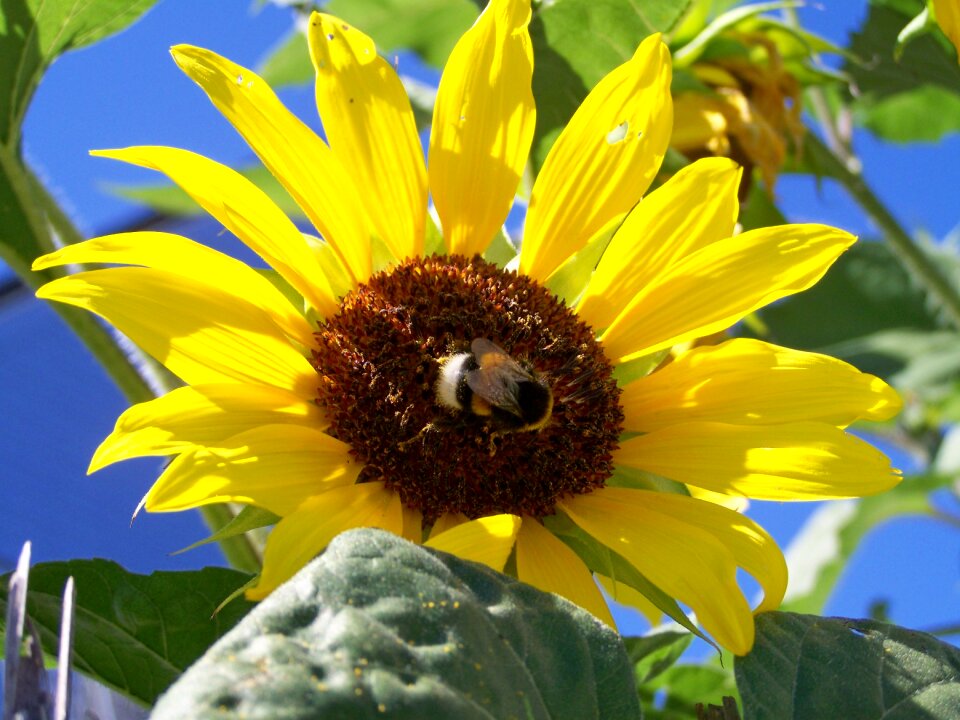 Sunflower garden yellow flower summer