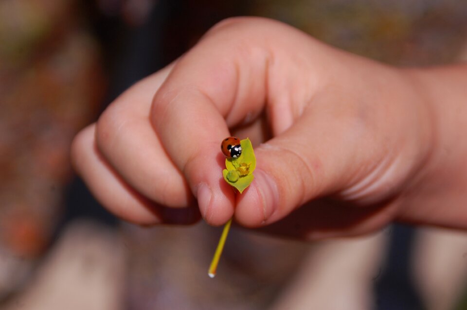 Ladybug insect nature