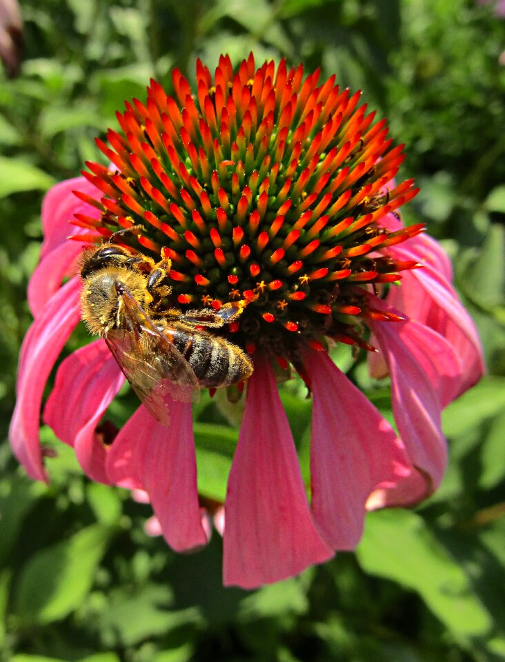 Nature garden pollination