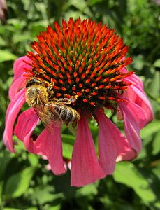 Nature garden pollination