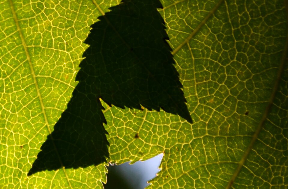 Nature tree plants