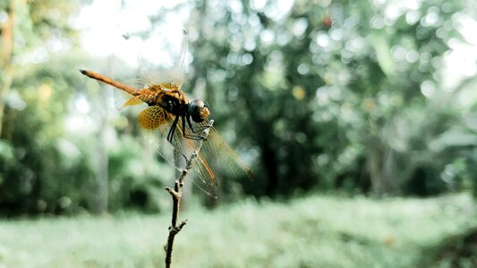 Leaves environment dragon fly photo