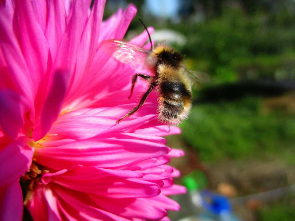 Pink bumblebees insects