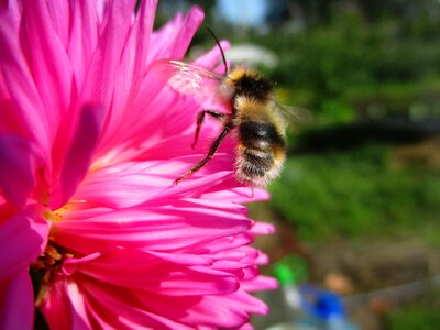Pink bumblebees insects