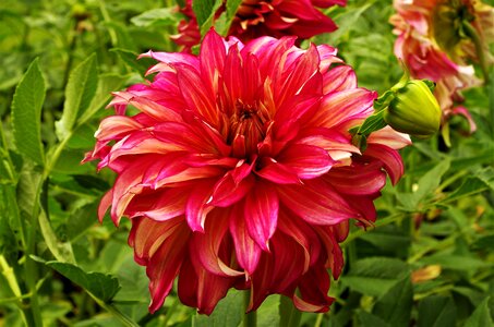 Flower flower mottled dalia