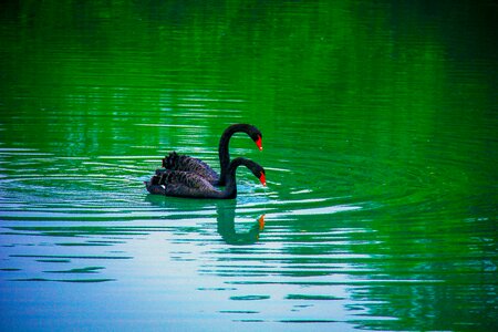 Electronic hkust black swan splash water