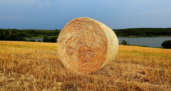 Straw field stubble