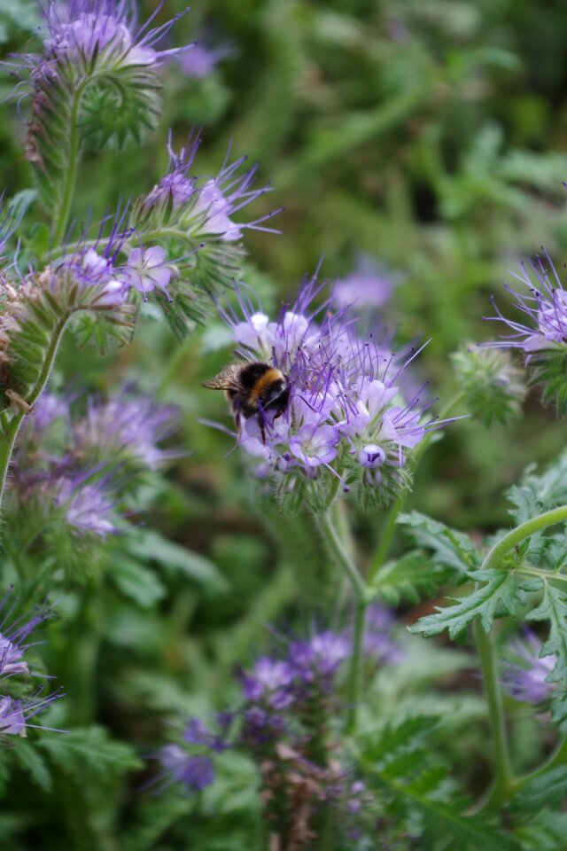 Flowers summer meadow phacelia photo